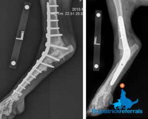 Hock Osteochondritis Dissecans (OCD) - Fitzpatrick Referrals