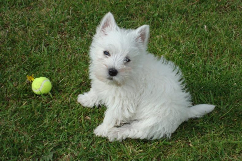 West Highland Terrier with ball