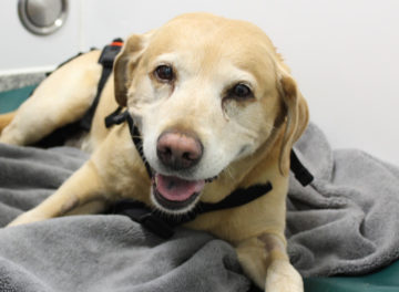 Yellow Labrador recovering in wards at Fitzpatrick Referrals Orthopaedics & Neurology