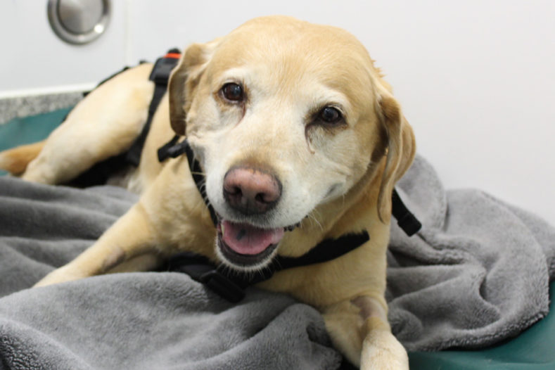 Yellow Labrador recovering in wards at Fitzpatrick Referrals Orthopaedics & Neurology