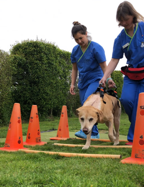 Spinal surgery patient having physiotherapy at Fitzpatrick Referrals