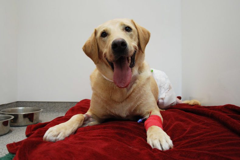 Labrador patient recovering following hemipelvectomy surgery