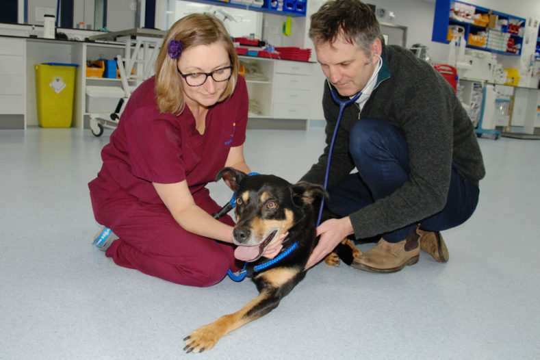 Patient Tully having a re-check at Fitzpatrick Referrals Oncology & Soft Tissue