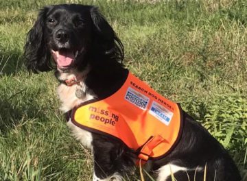 Springer Spaniel Search and Rescue Dog