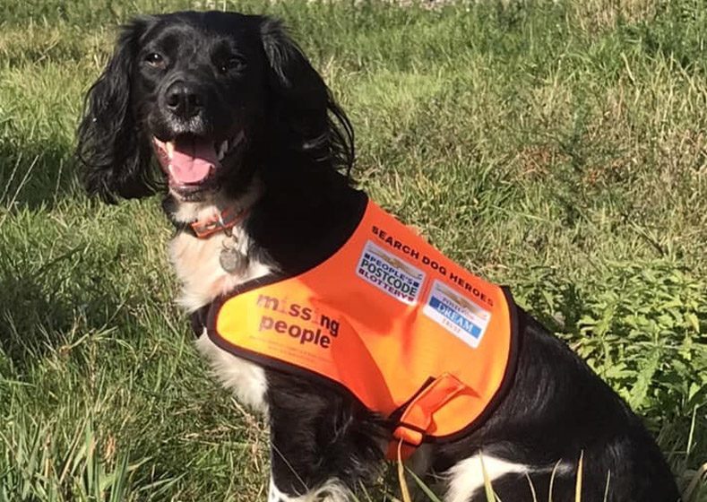 Springer Spaniel Search and Rescue Dog