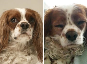 King Charles Cavalier Spaniel with Chiari-malformation associated pain