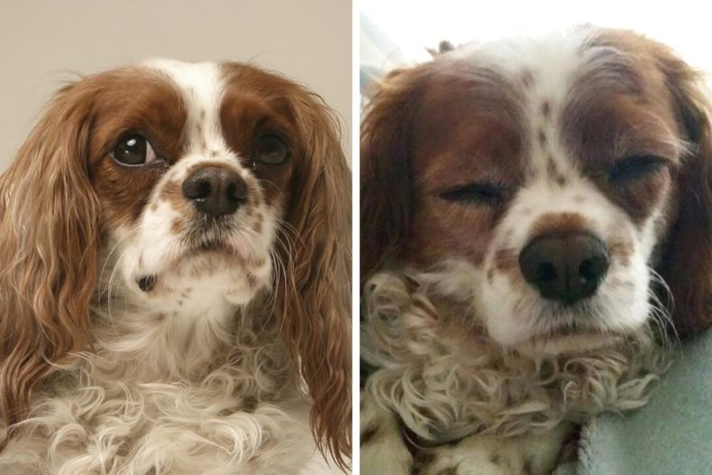 King Charles Cavalier Spaniel with Chiari-malformation associated pain
