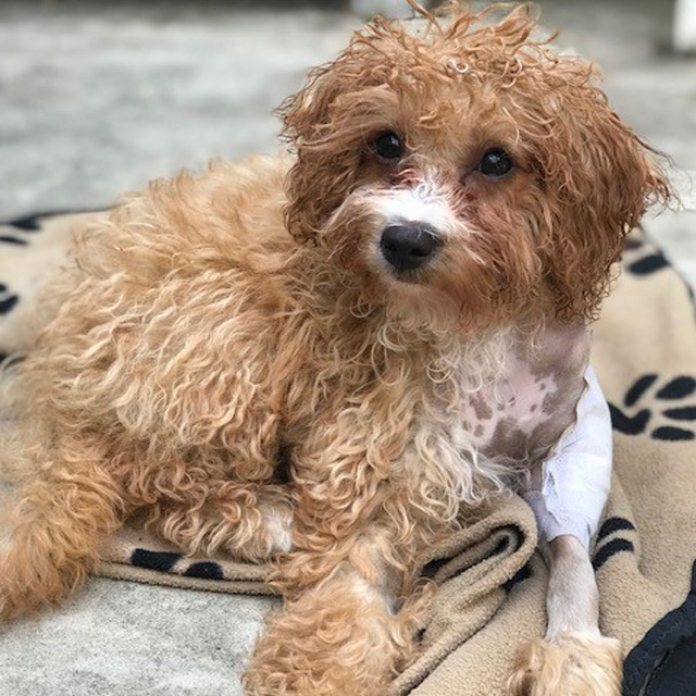 Cavapoo patient at home after surgery