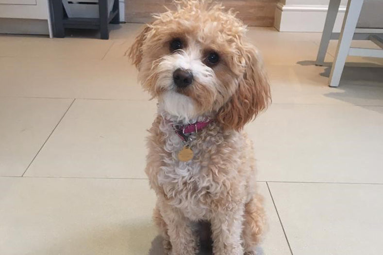 Happy Cavapoo patient 1 year after surgery