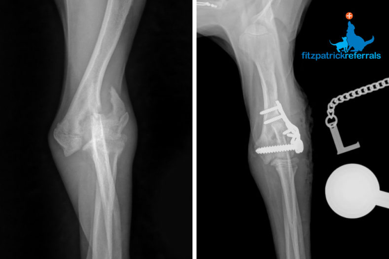 Radiograph of a condular fracture pre and post-surgery at Fitzpatrick Referrals