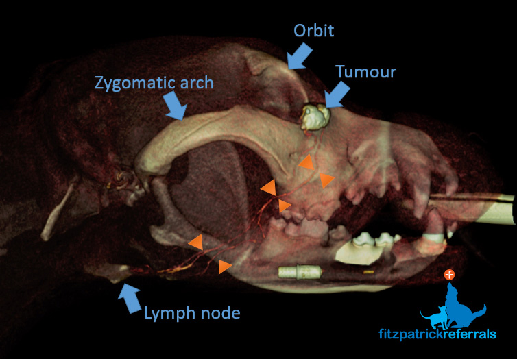 Image of canine skull showing what happens when an injection of contrast is given into the area around a tumour