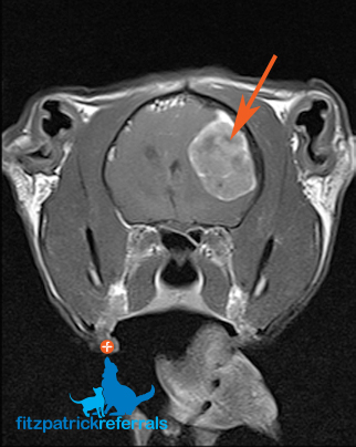 MRI scan of a cat showing a large mass on the left side of its brain.
