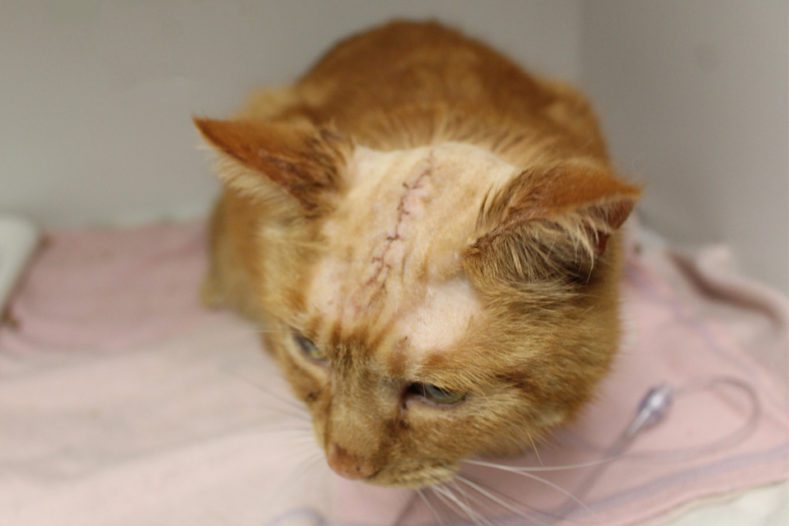 Close up of a cat's scar following surgery