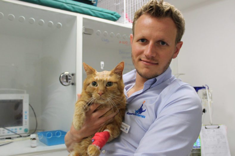 Domestic short hair cat two days after brain surgery with senior surgeon