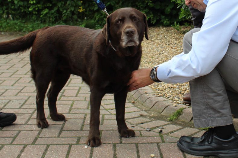 Labrador patient at Fitzpatrick Referrals Osteoarthritis Clinic