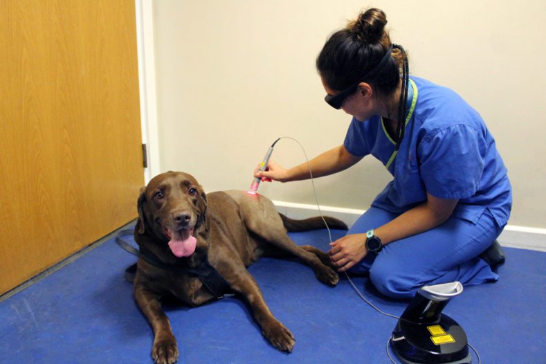 Labrador having laser therapy with physiotherapist