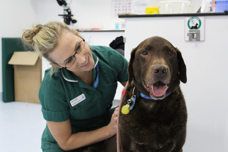 9-year-old Labrador lymphoma patient at Fitzpatrick Referrals Oncology and Soft Tissue hospital
