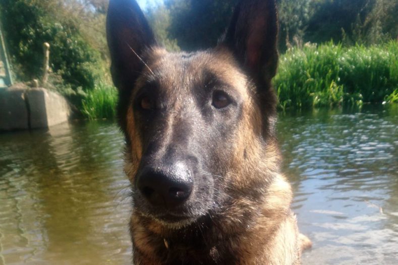 Belgian Malinois in a lake