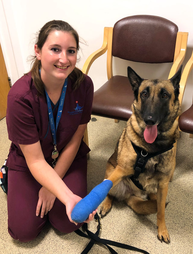 Belgian Malinois patient at Fitzpatrick Referrals Orthopaedics & Neurology