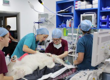 Anaesthetist Daisy Norgate performing an ultrasound-guided local block prior to the patient having surgery at Fitzpatrick Referrals