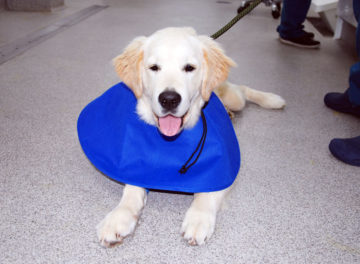 Six-month-old Golden Retriever in the wards at Fitzpatrick Referrals Oncology and Soft Tissue.