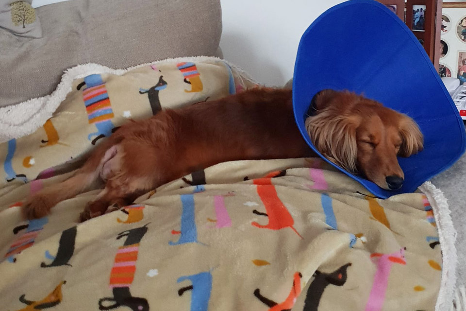 Miniature Long Haired Dachshund patient recovering at home in cone