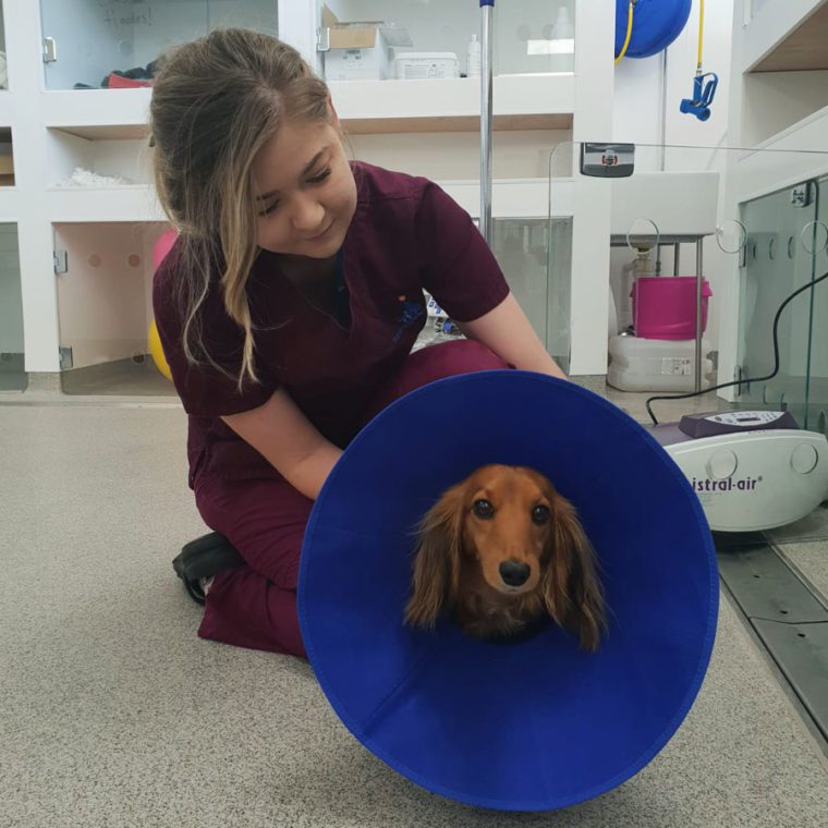 Miniature Long Haired Dachshund patient in cone at Fitzpatrick Referrals