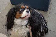 King Charles Cavalier Spaniel at Fitzpatrick Referrals