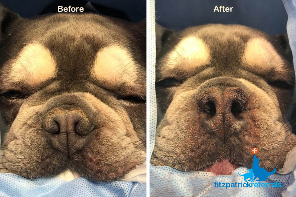 Brachycephalic Obstructive Airway 