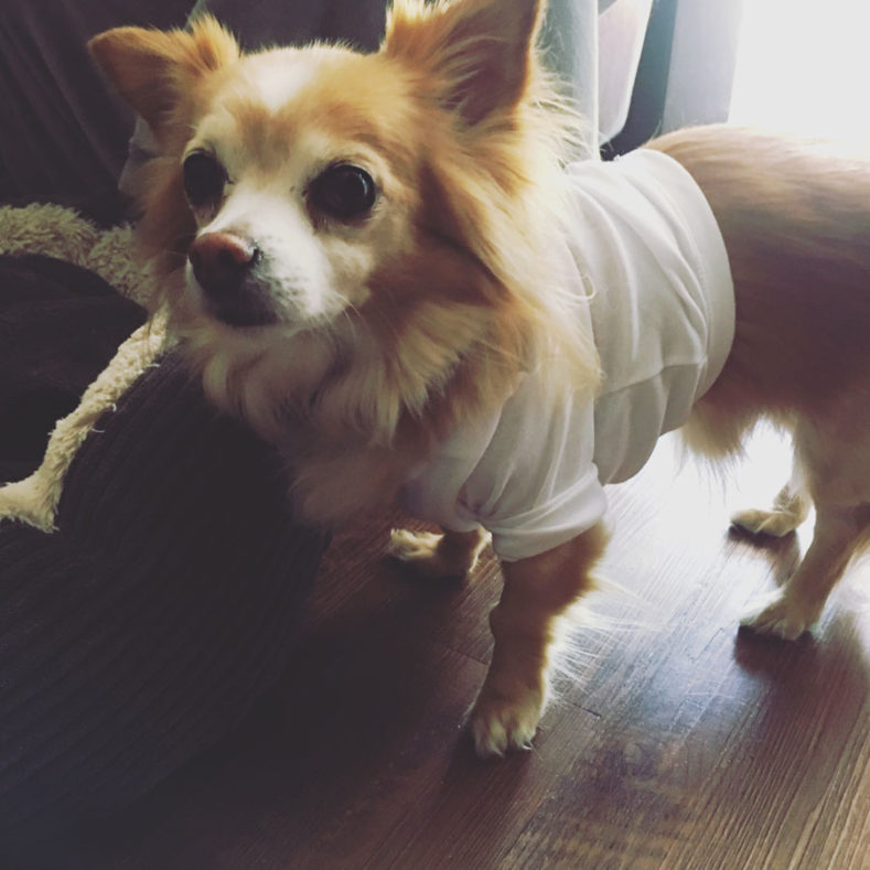 Small dog wearing a baby grow after surgery to stop him from licking or scratching his stitches.