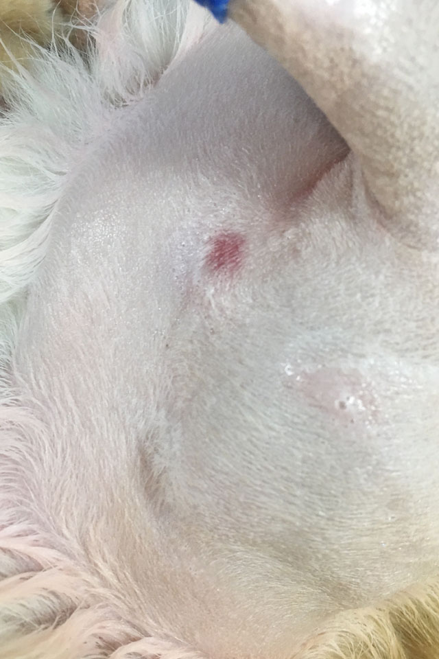 Soft tissue sarcoma following clipping and cleaning in preparation for surgery