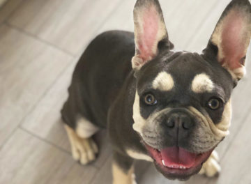 9 month old French Bulldog with Brachycephalic Obstructive Airway Syndrome (BOAS) before he had surgery at Fitzpatrick Referrals