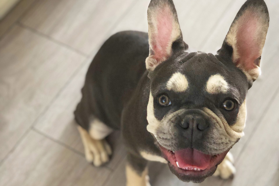9 month old French Bulldog with Brachycephalic Obstructive Airway Syndrome (BOAS) before he had surgery at Fitzpatrick Referrals