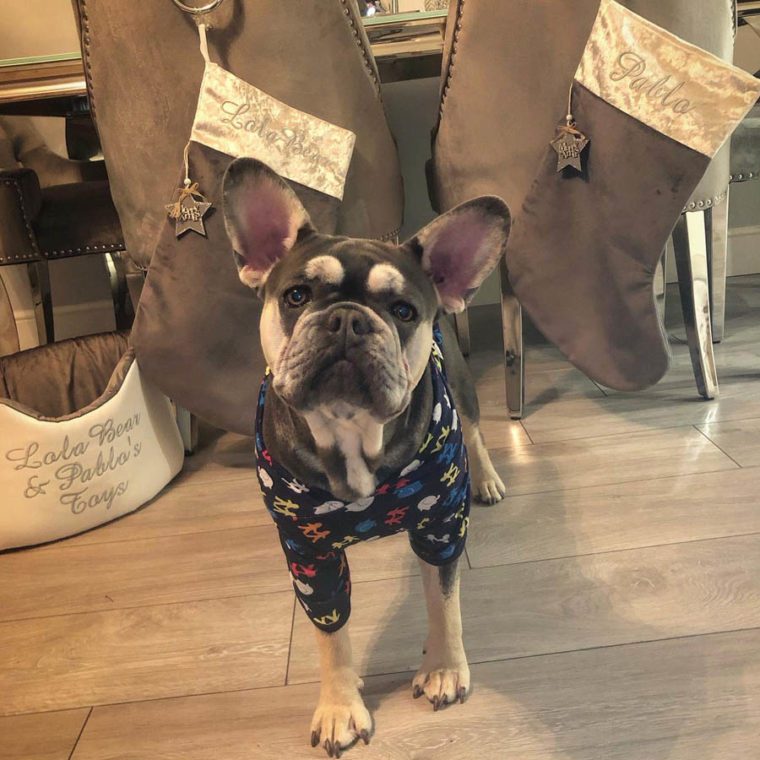 9 month old French Bulldog at home after surgery for Brachycephalic Obstructive Airway Syndrome (BOAS) at Fitzpatrick Referrals