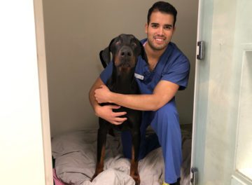 Doberman patient Beau with Intern Mario Garcia at Fitzpatrick Referrals