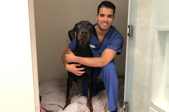 Doberman patient Beau with Intern Mario Garcia at Fitzpatrick Referrals