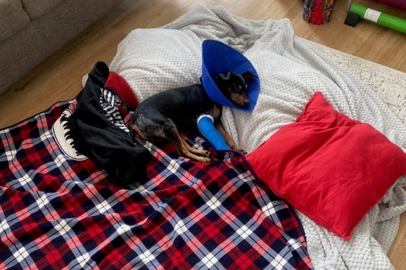 Miniature Pinscher Louis at home recovering