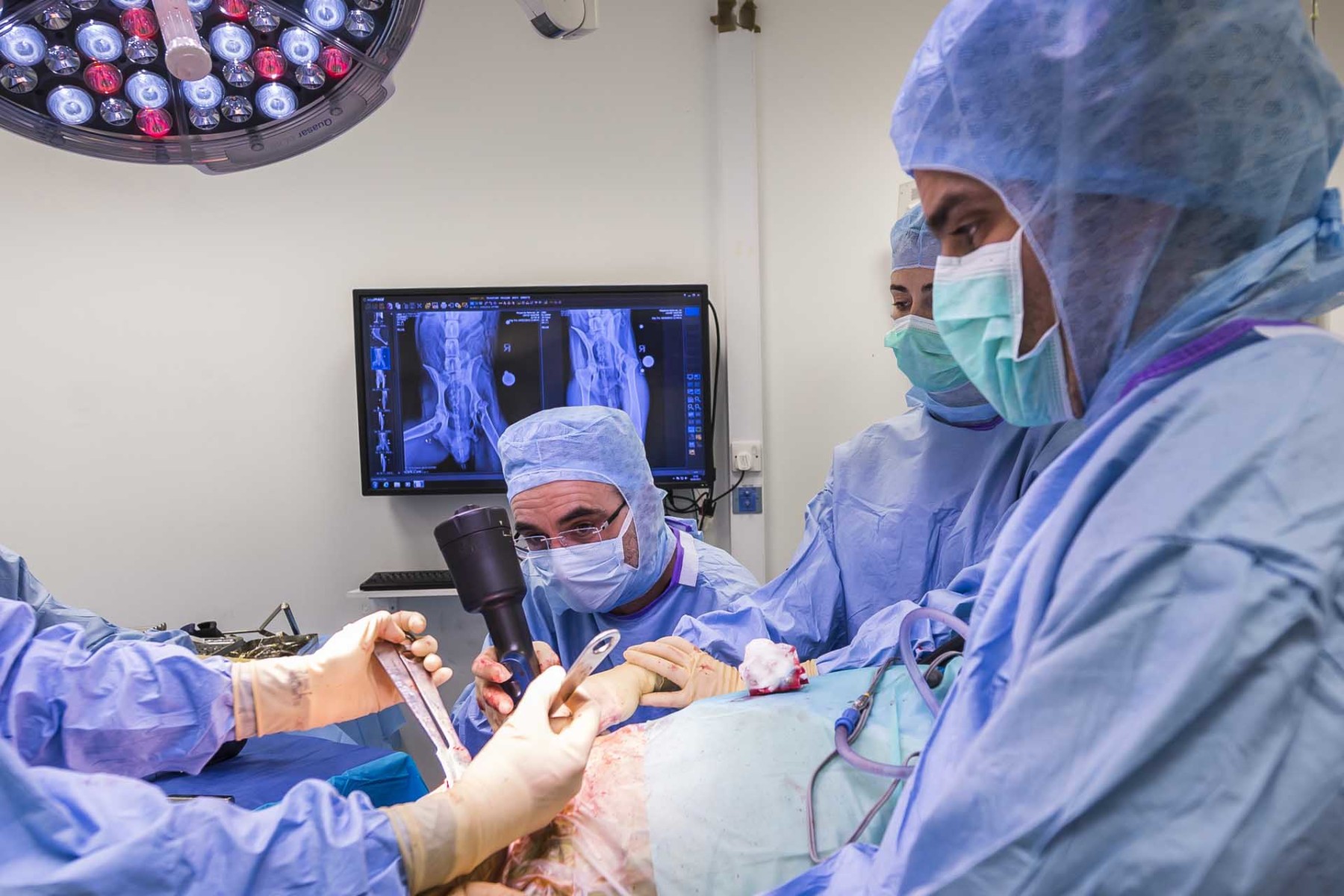 Veterinary orthopedic surgeons near hot sale me