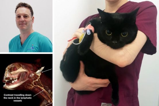 Nick Bacon, CT scan and feline patient