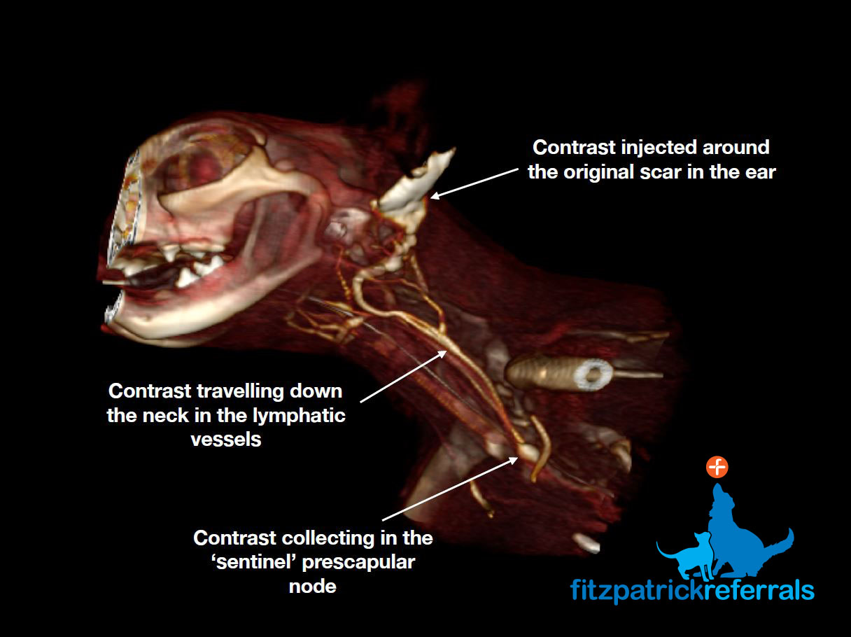 CT scan of a feline patient showing the contrast travelling down from the ear scar site, to the sentinel lymph node