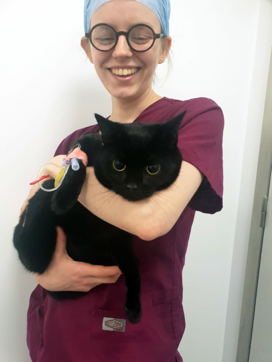 Domestic shorthair cat being held by Fitzpatrick Referrals auxiliary