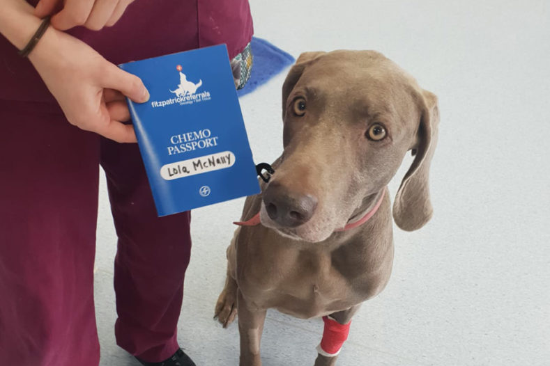 Weimaraner patient with her chemotherapy passport