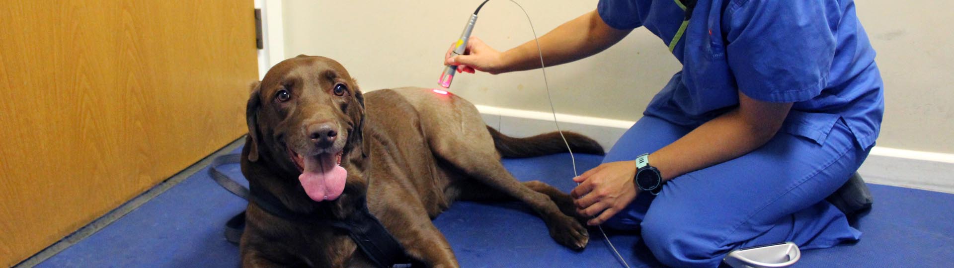 Labrador having laser treatment