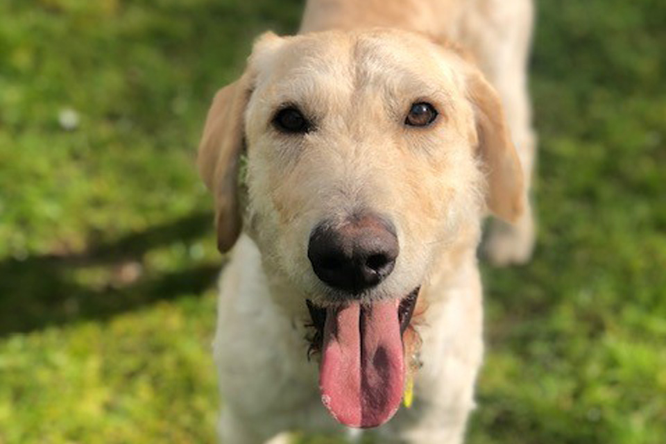 Labradoodle patient fully recovered