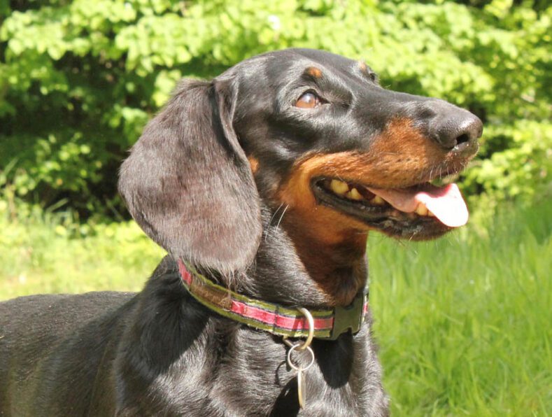 Dachshund outside in the garden