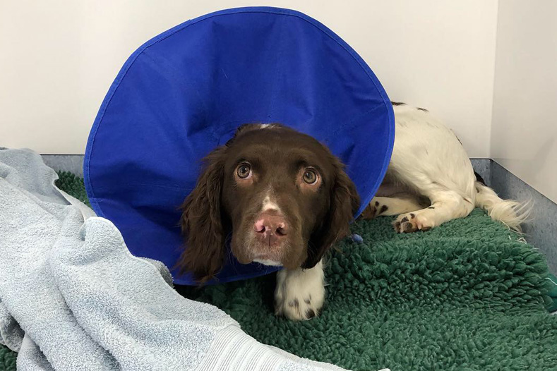 English Springer Spaniel puppy recovering after surgery to remove a mast cell tumour