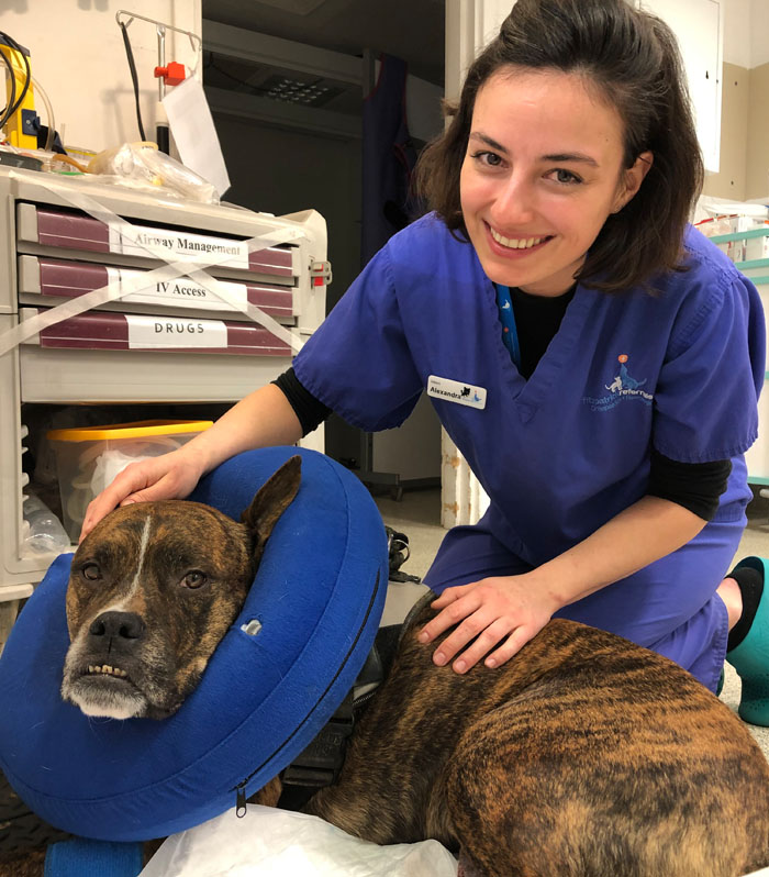 Veterinary Intern Alexandra with canine patient at Fitzpatrick Referrals Orthopaedics and Neurology