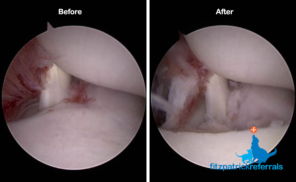 Arthroscopy before and after image - Labrador's elbow