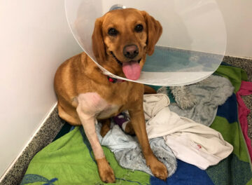 Labrador Retriever recovering after subtotal coronoid ostectomy procedure at Fitzpatrick Referrals