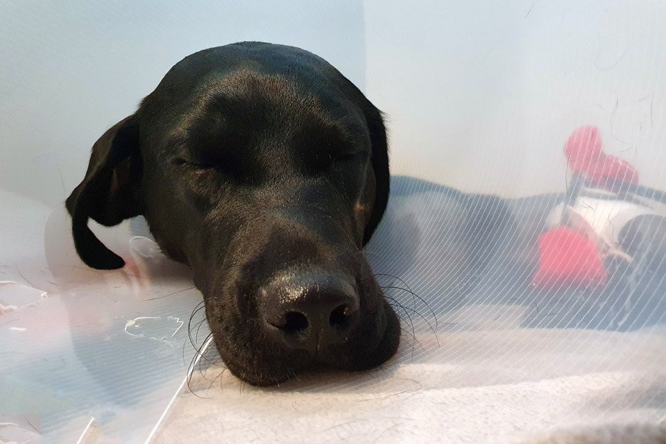 Back Labrador patient sleeping after surgery